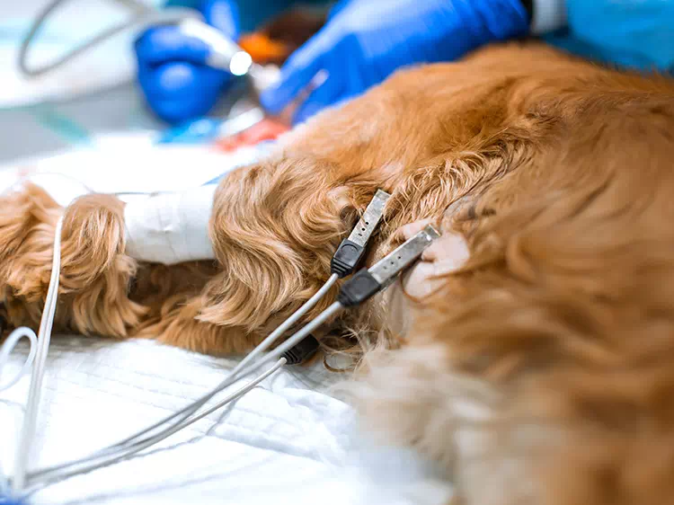 badanie kardiologiczne psa